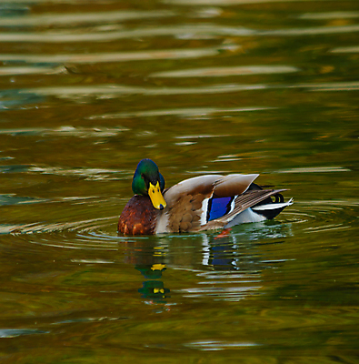 포토 JPG 해외이미지 동물 남자 호수 야생동물 날개 오렌지 발 자연 조류 오리 종류 사람없음 야외 초록색 파란색 머리 보라색 수영 행운 습지 은색 깃털 부리 물새 해외포토 컬러 컨셉 과일 사람 신체부위 수상스포츠 생태계 파일형식 이미지허브
