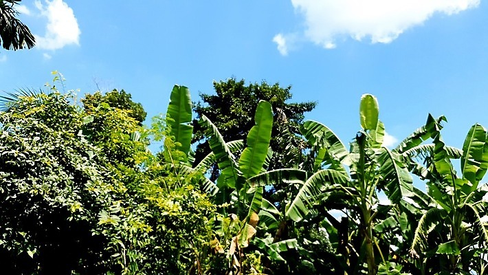 포토 JPG 해외이미지 나무 식물 잎 자연 하늘 휴식 바나나 손바닥 풍경 사람없음 가로 초록색 여름 햇빛 농장 맑음 활발 젖음 사막 수확 성장 중앙 숲 큼 순수 생태계 에콰도르 동쪽 스카이라인 내추럴 강렬 밭일 이국적 파라다이스 해외포토 손 계절 컬러 컨셉 농업 과일 날씨 태양 남아메리카 크기 방향 파일형식 이미지허브