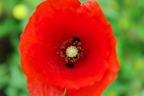 포토 JPG 해외이미지 계절 꽃 백그라운드 꽃무늬 밭 자연 프레임 풍경 사람없음 장식 빨간색 초록색 여름 환경 정원 봄 들꽃 벚꽃 신선 모서리 닫기 포르투갈 에코 각도 양귀비 내추럴 취급주의 해외포토 식물 유럽 컬러 무늬 농업 모션 경고 생태계 파일형식 이미지허브