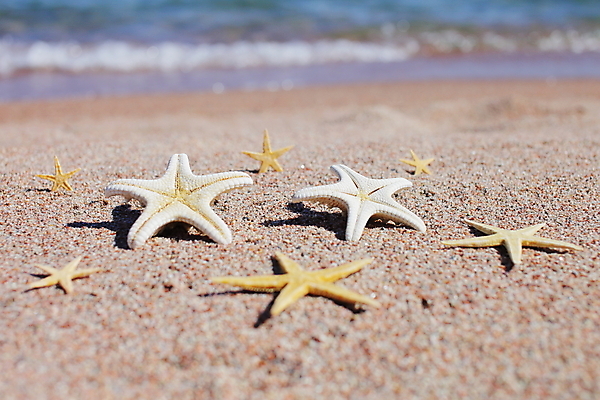 포토 JPG 해외이미지 주간 모래 불가사리 해변 사람없음 야외 해외포토 자연요소 바다 극피동물 파일형식 이미지허브