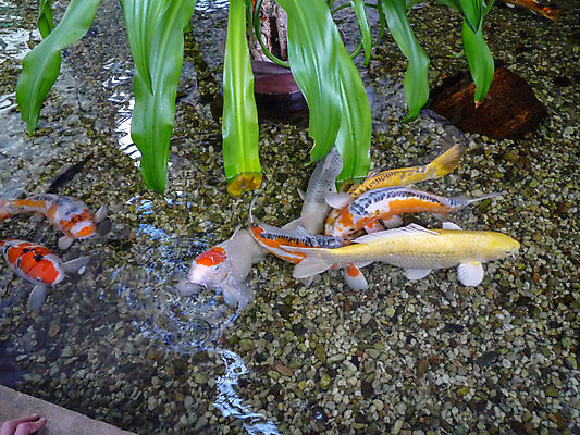 포토 JPG 해외이미지 동물 아시아 호수 선 백그라운드 잎 오렌지 자연 벽지 휴식 어류 동양인 풍경 사람없음 야외 빨간색 물 컬러풀 반사 노란색 평화 정원 일본 수중 수영 중국 흰색 연못 황금 역동적 금붕어 잉어 내추럴 강렬 해외포토 자연요소 식물 나라 컬러 컨셉 과일 인종 수중동물 수상스포츠 생태계 파일형식 이미지허브