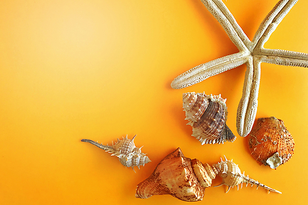 포토 JPG 해외이미지 모양 디자인 별 바다 여행 백그라운드 컨셉 휴가 조개 불가사리 사람없음 장식 여름 컬러풀 공백 껍질 거친 정상 수집 내추럴 엘리먼트 해외포토 자연요소 계절 컬러 어패류 극피동물 파일형식 이미지허브