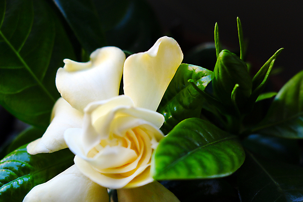 포토 JPG 해외이미지 나무 식물 디자인 꽃 화초 백그라운드 잎 꽃무늬 창문 자연 탁자 아파트 주택 실내 사람없음 내부 장식 초록색 빛 갈색 우주 정원 꽃병 봄 방 성장 흰색 신선 냄비 작음 원예 리빙 내추럴 고립 심기 해외포토 계절 컬러 가구 무늬 모션 취미 건물 솥 크기 생태계 파일형식 이미지허브