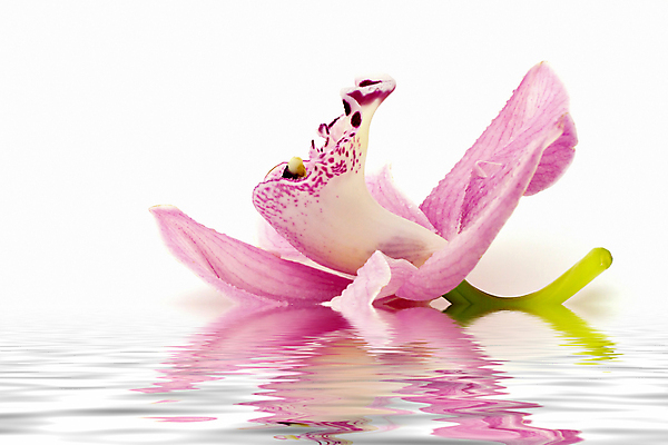 포토 JPG 해외이미지 식물 꽃잎 꽃 분홍색 자연 건강 사람없음 장식 초록색 물 노란색 보라색 벚꽃 흰색 신선 난초 질감 내추럴 고립 해외포토 자연요소 컬러 생태계 파일형식 이미지허브