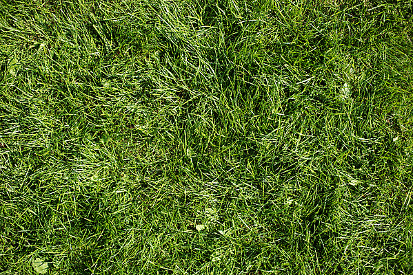 포토 JPG 해외이미지 식물 백그라운드 패턴 사람없음 초록색 여름 정원 활발 질감 강렬 해외포토 계절 컬러 컨셉 무늬 파일형식 이미지허브