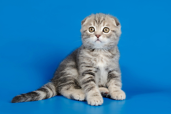 포토 JPG 해외이미지 한마리 응시 새끼 실내 앉기 사람없음 반려동물 귀여움 고양이 파란배경 스코티시폴드 반려묘 해외포토 동물 1 시선 백그라운드 컨셉 포유류 모션 내부 파란색 파일형식 이미지허브