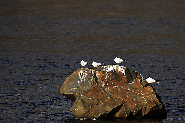 포토 JPG 해외이미지 동물 날개 자연 갈매기 조류 하늘 사람없음 물 해외포토 자연요소 생태계 파일형식 이미지허브