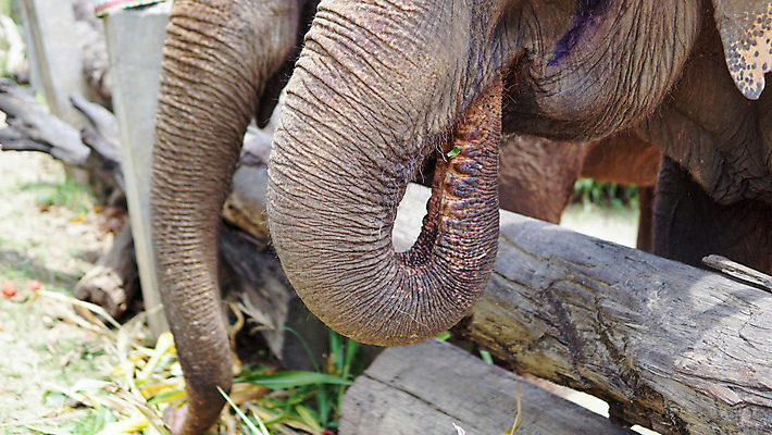 포토 JPG 해외이미지 동물 공원 아시아 야생동물 여행 포유류 태국 자연 코끼리 동물원 동양인 성인 사람없음 야외 환경 시골 아기 그룹 구출 보호 군중 울음 큼 사파리 대나무 눈물 호기심 귀 부드러움 멸종 내추럴 돌봄 보호구역 수유 해외포토 나무 공공시설 감정 나라 컨셉 모션 표정 사람 인종 신체부위 도움 감각 크기 생태계 구역 파일형식 이미지허브