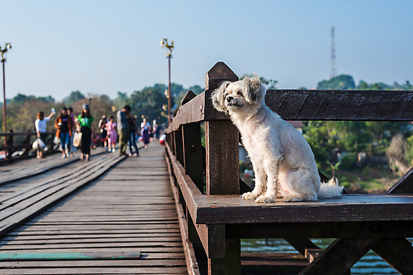 포토 JPG 해외이미지 동물 응시 여자 행복 여행 포즈 백그라운드 생각 밭 포유류 모션 태국 자연 놀이 하늘 휴가 사랑 사람없음 야외 목재 물 반려동물 달리기 태양 귀여움 맑음 기쁨 개 작음 스마트 푸들 기르기 방법 섞기 포메라니안 해외포토 자연요소 나무 시선 감정 아시아 컨셉 농업 재료 날씨 사람 크기 생태계 돌봄 파일형식 이미지허브