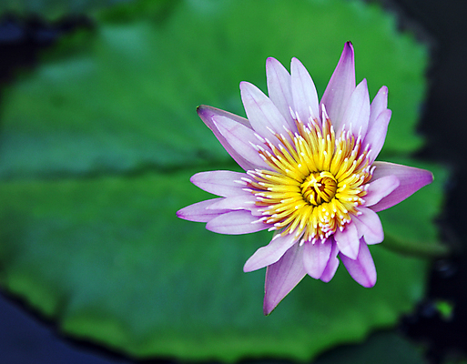 포토 JPG 해외이미지 식물 꽃잎 꽃 호수 분홍색 꽃무늬 자연 동양인 사람없음 야외 초록색 물 봄 벚꽃 연못 내추럴 해외포토 자연요소 계절 컬러 무늬 인종 생태계 파일형식 이미지허브