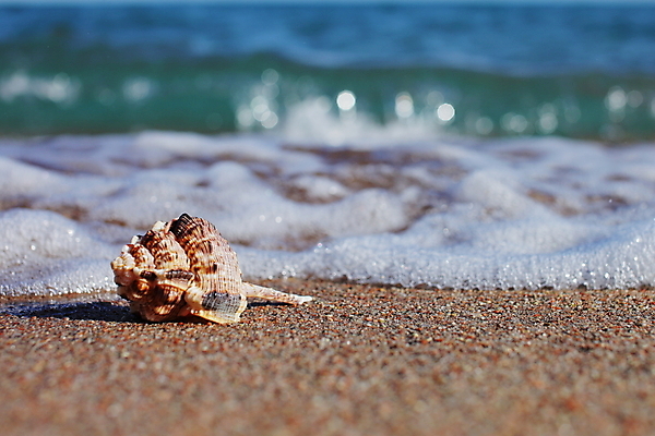 포토 JPG 해외이미지 주간 모래 파도 해변 사람없음 야외 아웃포커스 소라 해외포토 자연요소 바다 어패류 촬영기법 파일형식 이미지허브