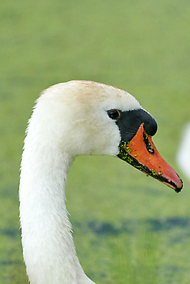 포토 JPG 해외이미지 동물 커플 공원 행복 호수 야생동물 백그라운드 컨셉 2 오렌지 가족 자연 조류 사랑 사람없음 야외 초록색 물 머리 평화 우주 맑음 수영 흰색 연못 작음 깃털 부리 백조 솜털 벙어리 웅장함 해외포토 자연요소 공공시설 감정 컬러 과일 관계 날씨 신체부위 수상스포츠 크기 생태계 파일형식 이미지허브