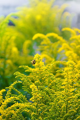 포토 JPG 해외이미지 식물 꽃 곤충 꽃무늬 자연 사람없음 야외 초록색 여름 햇빛 노란색 정원 맑음 벚꽃 가을 개화 황금 벌 허브 꽃가루 내추럴 호박벌 해외포토 동물 계절 컬러 무늬 날씨 태양 벌_곤충 가루 생태계 파일형식 이미지허브