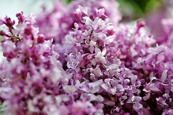 포토 JPG 해외이미지 나무 식물 디자인 계절 꽃 분홍색 꽃다발 백그라운드 잎 꽃무늬 자연 사람없음 초록색 정원 보라색 봄 벚꽃 흰색 신선 개화 닫기 다발 제비꽃 질감 아로마 라일락 내추럴 해외포토 컬러 무늬 모션 생태계 파일형식 이미지허브