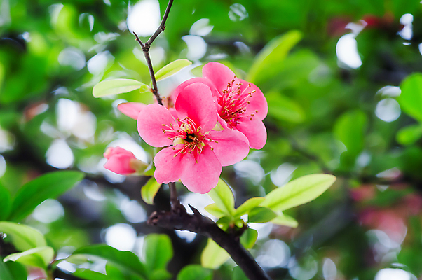 포토 JPG 해외이미지 나무 식물 디자인 계절 꽃잎 꽃 분홍색 잎 꽃무늬 자연 미술 동양인 사람없음 장식 빨간색 초록색 정원 일본 중국 봄 벚꽃 흰색 나뭇가지 개화 체리 우아함 사과 복숭아 동쪽 자두 내추럴 엘리먼트 해외포토 아시아 컬러 컨셉 무늬 과일 문화예술 인종 방향 생태계 파일형식 이미지허브