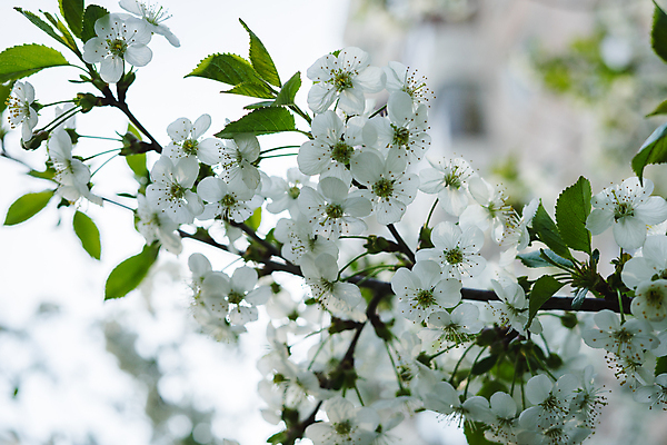 포토 JPG 해외이미지 나무 식물 계절 공원 꽃잎 꽃 백그라운드 꽃무늬 자연 하늘 건강 사람 사람없음 야외 초록색 빛 정원 봄 벚꽃 흰색 나뭇가지 신선 개화 체리 소프트포커스 4월 원예 질감 아로마 복숭아 내추럴 고립 해외포토 공공시설 컬러 무늬 과일 촬영기법 취미 날짜 생태계 파일형식 이미지허브
