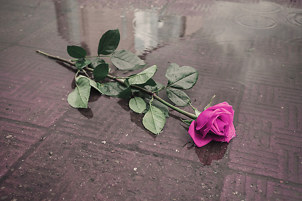 포토 JPG 해외이미지 식물 라이프스타일 꽃잎 꽃 감정 도로 분홍색 백그라운드 잎 자연 발렌타인데이 선물 사랑 사람없음 야외 빨간색 초록색 여름 장미 정원 보라색 봄 회색 젖음 슬픔 수확 가을 죽음 쓰레기 아스팔트 심볼 사인 웅덩이 열정 먼지 고립 구성 효과 해외포토 계절 길 컬러 농업 교통시설 데이이벤트 생활 생태계 파일형식 이미지허브