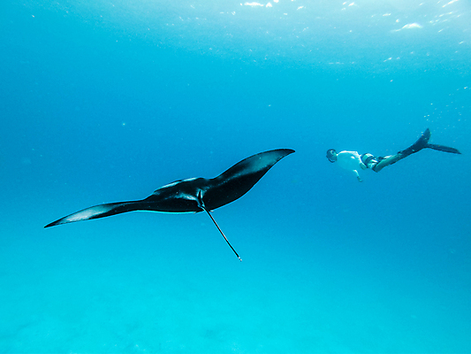포토 JPG 해외이미지 동물 야생동물 바다 여행 백그라운드 자연 종류 가면 한명 물 파란색 평화 환경 바닷속 수중 수영 행성 광선 흰색 스노클링 보호 큼 생태계 다이빙 지느러미 암초 거인 깊이 파라다이스 해외포토 자연요소 1 컬러 컨셉 사람 우주 수상스포츠 크기 수중스포츠 파일형식 이미지허브