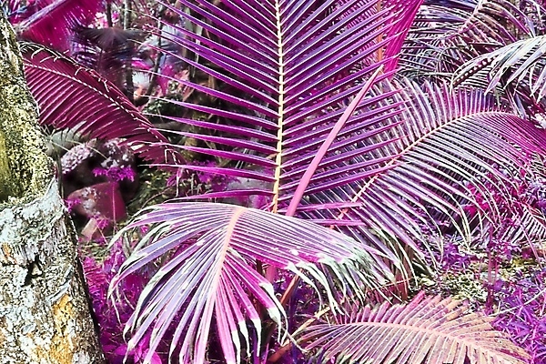 포토 JPG 해외이미지 분홍색 사람없음 야외 야자수 세이셸 야자수잎 해외포토 나무 컬러 잎 아프리카 파일형식 이미지허브