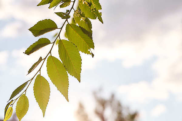 포토 JPG 해외이미지 식물 백그라운드 잎 패턴 손가락 자연 추상 프레임 그림자 사람없음 야외 장식 가로 초록색 컬러풀 햇빛 어둠 침묵 고요 봄 성장 신선 투명 소프트포커스 열대우림 사회이슈 묘사 환경보전 원예 부드러움 고립 삼림지대 세르비아 심기 카피스페이스 디테일 해외포토 손 계절 컬러 컨셉 무늬 모션 촬영기법 취미 태양 소리 공백 감각 숲 생태계 파일형식 이미지허브