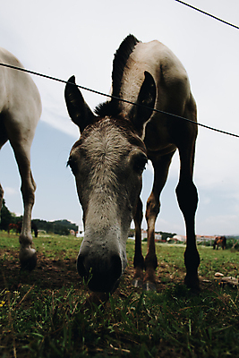 포토 JPG 해외이미지 동물 포유류 모션 자연 하늘 건조 풍경 사람없음 야외 초록색 여름 파란색 반려동물 달리기 태양 농장 머리 맑음 검은색 힘 사막 자유 흰색 시골 아기 붓 황무지 언덕 꼬리 각도 먼지 갈기 무료 해외포토 자연요소 계절 컬러 컨셉 농업 날씨 사람 신체부위 생태계 파일형식 이미지허브