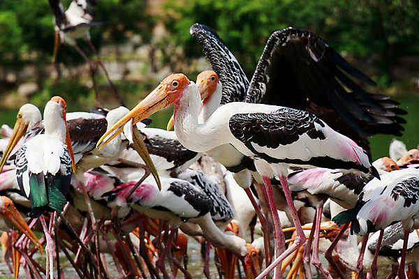 포토 JPG 해외이미지 동물 공원 호수 야생동물 음식 바다 백그라운드 날개 아프리카 자연 벽지 조류 동물원 어류 사람없음 초록색 물 여름 파란색 강 흰색 잡기 그룹 큼 먹이 먹기 펠리컨 부리 긍정 내추럴 다뉴브강 동물상 생존 해외포토 자연요소 계절 공공시설 나라 컬러 컨셉 모션 조형물 수중동물 크기 생태계 파일형식 이미지허브