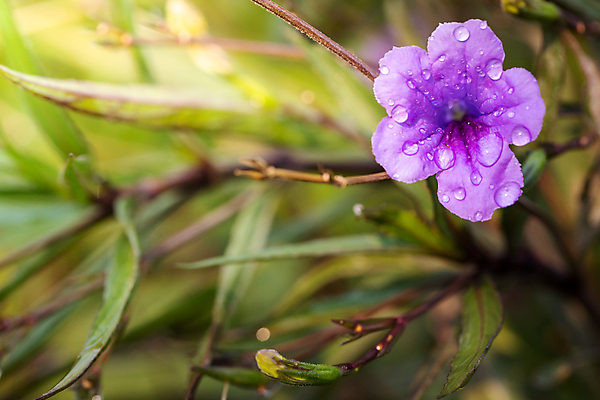 포토 JPG 해외이미지 식물 디자인 계절 꽃잎 꽃 분홍색 꽃다발 백그라운드 꽃무늬 패턴 자연 사람없음 초록색 컬러풀 보라색 봄 성장 벚꽃 신선 질감 만들기 내추럴 해외포토 컬러 무늬 모션 생태계 파일형식 이미지허브