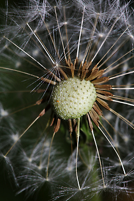 포토 JPG 해외이미지 식물 계절 꽃 줄기 잎 꽃무늬 밭 모션 자연 하늘 바람 씨앗 사람 풍경 사람없음 야외 가로 여름 머리 귀여움 환경 맑음 봄 자유 성장 벚꽃 흰색 시골 행운 민들레 묘사 부드러움 솜털 적자 해외포토 자연요소 컬러 컨셉 무늬 농업 날씨 신체부위 감각 생태계 파일형식 이미지허브