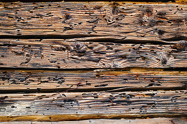 포토 JPG 해외이미지 나무 동물 디자인 외관 곤충 백그라운드 패턴 자연 표면 날씨 주택 건조 사람없음 목재 장식 갈색 흙 손상 수확 골동품 흰색 거친 터널 해충 낟알 먹기 묘사 질감 나무껍질 잡동사니 유지 내추럴 골절 수목 썩음 옛날 트러블 해외포토 식물 길 컬러 컨셉 무늬 농업 재료 의학 모션 건물 껍질 벌레 생태계 파일형식 이미지허브