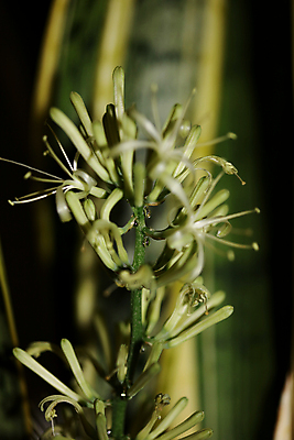 포토 JPG 해외이미지 스튜디오촬영 식물 계절 꽃 꽃무늬 밭 자연 하늘 실내 풍경 잔디 사람없음 야외 초록색 여름 파란색 컬러풀 태양 정원 맑음 놀람 봄 흰색 시골 땅 자르기 허브 데이지 심플 일렬 장면 정물화 캐모마일 평야 수평선 해외포토 자연요소 감정 컬러 무늬 농업 모션 날씨 표정 내부 그림 생태계 파일형식 이미지허브