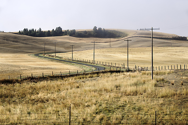 포토 JPG 해외이미지 나무 도로 길 여행 백그라운드 밭 농업 자연 풍경 사람없음 야외 초록색 농장 농경지 노란색 미국 운전 시골 밀 언덕 장면 북쪽 동쪽 내추럴 굴곡 루트 서쪽 워싱턴 해외포토 식물 산업 컬러 북아메리카 교통시설 모션 곡류 방향 생태계 파일형식 이미지허브