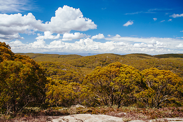 포토 JPG 해외이미지 나무 식물 꽃 길 잎 자연 하늘 휴가 산 풍경 사람없음 야외 초록색 여름 태양 환경 계곡 침묵 산책 하이킹 시골 황무지 호주 정상 오솔길 언덕 장면 내추럴 선로 오지 그리너리 해외포토 자연요소 계절 컬러 레저 휴식 소리 오세아니아 생태계 파일형식 트랜드컬러 이미지허브