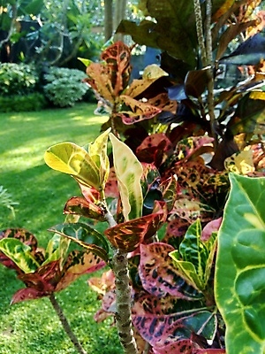 포토 JPG 해외이미지 나무 식물 꽃 잎 꽃무늬 패턴 오렌지 자연 주택 사람없음 장식 빨간색 초록색 컬러풀 노란색 정원 펼침 흰색 보호 질병 숲 관목 유기농 질감 내추럴 기생충 고립 이국적 적 해외포토 웰빙 컬러 컨셉 무늬 과일 의학 모션 건물 바이러스 생태계 파일형식 이미지허브