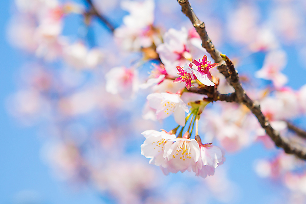 포토 JPG 해외이미지 나무 식물 계절 꽃잎 꽃 분홍색 여행 백그라운드 잎 겨울 꽃무늬 자연 하늘 새로움 동양인 사람없음 가로 파란색 정원 일본 봄 벚꽃 흰색 나뭇가지 신선 개화 닫기 원예 부드러움 내추럴 해외포토 아시아 컬러 컨셉 무늬 모션 인종 취미 감각 생태계 파일형식 이미지허브