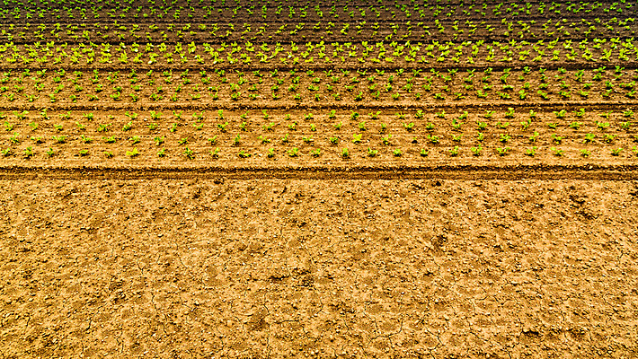 포토 JPG 해외이미지 식물 계절 음식 백그라운드 잎 밭 농업 채소 자연 하늘 아침 날씨 콩 씨앗 풍경 사람없음 야외 가로 초록색 여름 파란색 농작물 태양 농장 환경 정원 맑음 봄 성장 시골 유기농 날것 내추럴 밭일 줄서기 채식주의자 많음 세련 해외포토 주간 자연요소 웰빙 산업 컬러 컨셉 모션 곡류 생태계 채식 파일형식 이미지허브
