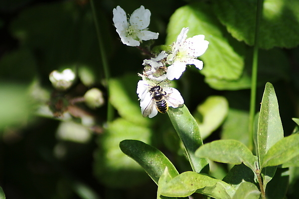 포토 JPG 해외이미지 나무 식물 동물 접시 여자 꽃 곤충 백그라운드 채소 비즈니스 가족 탁자 조류 주택 서기 사람 사람없음 초록색 사무실 알약 케이크 그룹 닫기 말벌 작음 큼 다발 고립 해외포토 식기 컬러 가구 관계 모션 디저트 건물 약 벌_곤충 크기 파일형식 이미지허브