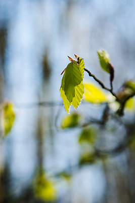 포토 JPG 해외이미지 나무 식물 계절 공원 잎 자연 사람없음 야외 초록색 여름 햇빛 환경 맑음 봄 나뭇가지 신선 숲 유기농 장면 내추럴 광합성 블러 해외포토 웰빙 공공시설 컬러 날씨 태양 생태계 파일형식 이미지허브