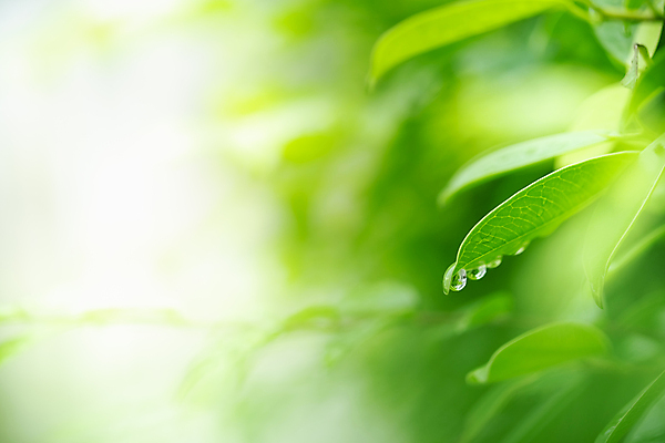 포토 JPG 해외이미지 나무 식물 계절 백그라운드 컨셉 잎 패턴 자연 벽지 추상 잔디 사람없음 초록색 빛 컬러풀 햇빛 태양 우주 환경 정원 맑음 봄 성장 신선 숲 질감 보케 부드러움 내추럴 블러 생태학 지구의날 카피스페이스 그리너리 효과 해외포토 자연요소 교육 기념일 컬러 무늬 날씨 공백 감각 생태계 파일형식 트랜드컬러 이미지허브