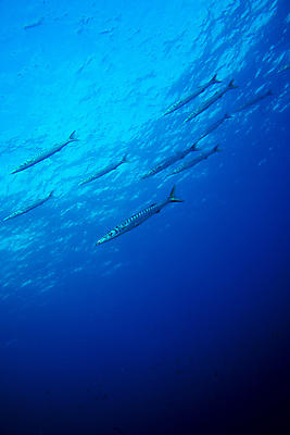포토 JPG 해외이미지 동물 야생동물 바다 섬 여행 백그라운드 학교 자연 어류 사람없음 물 파란색 컬러풀 수중 잠수부 은색 아래 생태계 다이빙 암초 깊이 해외포토 자연요소 교육 컬러 수영 수중동물 전문직 방향 위치 수중스포츠 파일형식 이미지허브