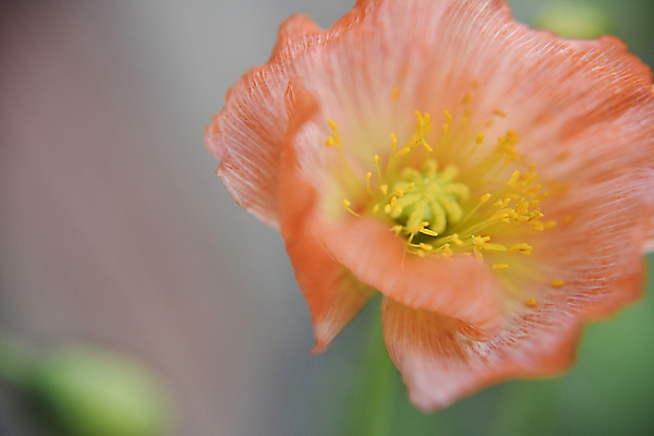 포토 JPG 해외이미지 식물 디자인 계절 꽃잎 꽃 줄기 잎 꽃무늬 밭 농업 자연 사람없음 야외 빨간색 초록색 노란색 우주 정원 봄 벚꽃 신선 시간 개화 닫기 수분 꽃가루 양귀비 꿀 내추럴 해외포토 산업 컬러 무늬 모션 가루 생태계 파일형식 이미지허브