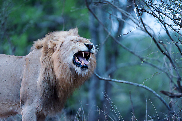 포토 JPG 해외이미지 동물 응시 남자 야생동물 포유류 아프리카 자연 아침 털 사람없음 야외 빛 환경 고양이 사막 황무지 보호 위험 사자 큼 사파리 육식동물 갈기 사냥꾼 사자자리 남쪽 내추럴 동물상 칼라하리 힘찬 해외포토 주간 직업 시선 나라 컨셉 사람 반려동물 조형물 별자리 크기 방향 생태계 파일형식 이미지허브