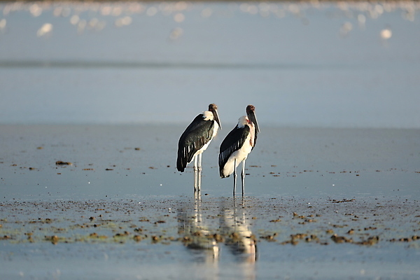 포토 JPG 해외이미지 식물 동물 호수 야생동물 날개 아프리카 자연 조류 낚시 병아리 어류 사람없음 물 반사 회색 흰색 연못 만 황무지 둥지 큼 먹이 사파리 깃털 백조 케냐 철새 계산서 동물상 마사이족 우간다 탄자니아 황새 해외포토 자연요소 나라 컬러 레저 조형물 수중동물 크기 생태계 파일형식 이미지허브