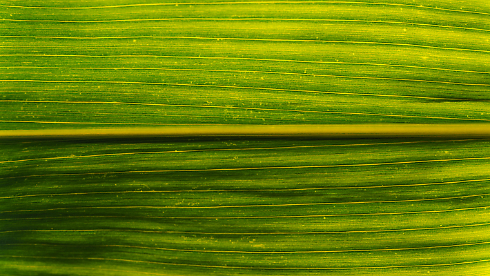 포토 JPG 해외이미지 식물 구름 문화 음식 줄기 백그라운드 잎 패턴 밭 농업 채소 자연 하늘 추상 건강 옥수수 풍경 사람없음 야외 초록색 여름 파란색 농작물 태양 농장 노란색 일출 환경 봄 수확 성장 시골 신선 낟알 땅 시리얼 유기농 질감 내추럴 밭일 세련 해외포토 자연요소 웰빙 계절 산업 컬러 무늬 곡류 노을 생태계 파일형식 이미지허브