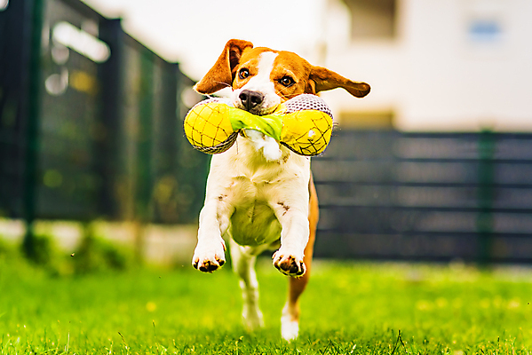포토 JPG 해외이미지 동물 공원 행복 얼굴 포즈 백그라운드 밭 장난 포유류 자연 놀이 건강 잔디 사람없음 야외 초록색 반려동물 장난감 달리기 점프 개 속도 비글 송곳니 기르기 삼색 신앙심 해외포토 식물 공공시설 감정 컬러 농업 모션 신체부위 치아 생태계 돌봄 파일형식 이미지허브
