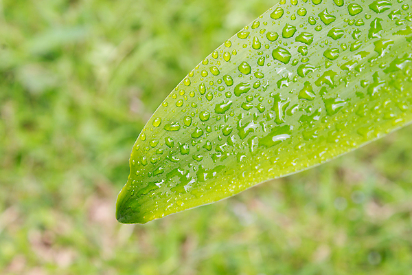 포토 JPG 해외이미지 나무 식물 디자인 계절 백그라운드 컨셉 잎 자연 추상 풍경 사람없음 야외 초록색 물 정원 성장 물방울 신선 숲 유기농 질감 내추럴 그리너리 해외포토 자연요소 웰빙 컬러 무늬 생태계 파일형식 트랜드컬러 이미지허브