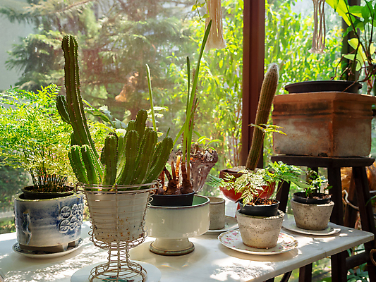 포토 JPG 해외이미지 식물 디자인 꽃 화분 화초 백그라운드 잎 농업 창문 자연 유리 탁자 아침 휴식 선인장 주택 실내 사람없음 목재 장식 초록색 빛 햇빛 정원 방 성장 흰색 신선 도자기 사발 냄비 시멘트 내추럴 심기 콘크리트 해외포토 주간 나무 산업 컬러 가구 컨셉 재료 모션 재질 내부 건물 태양 사기그릇 솥 생태계 파일형식 이미지허브