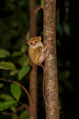 포토 JPG 해외이미지 나무 동물 공원 아시아 야생동물 여행 손가락 자연 털 종류 사람없음 흰색 원숭이 숲 작음 열대우림 꼬리 인도네시아 멸종 내추럴 동물상 오리지널 이국적 전국 특별함 해외포토 식물 손 공공시설 나라 컬러 컨셉 포유류 조형물 크기 생태계 파일형식 이미지허브