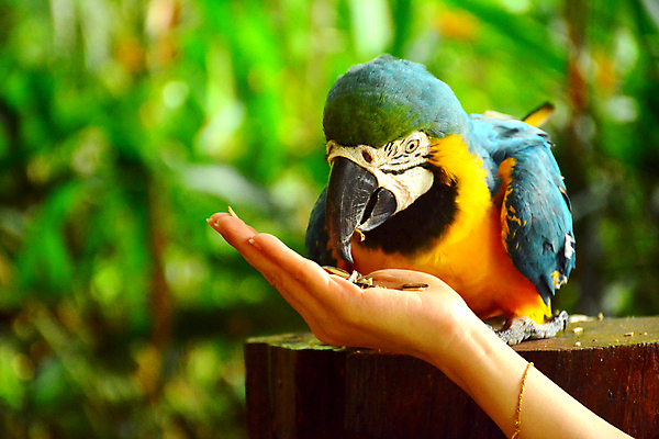 포토 JPG 해외이미지 동물 공원 아시아 야생동물 자연 조류 동물원 종류 사람없음 컬러풀 계란 깃털 앵무새 서식지 목소리 말레이시아 해외포토 공공시설 나라 컬러 알 생태계 파일형식 이미지허브