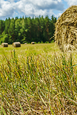 포토 JPG 해외이미지 식물 구름 계절 음식 밭 농업 자연 하늘 거리 건조 풍경 사람없음 야외 세로 초록색 여름 파란색 농작물 태양 농장 노란색 수확 시골 원형 황금 볏짚 상품 주식 숲 큼 먹이 낟알 땅 밀 롤 밀짚 해외포토 자연요소 도형 산업 컬러 곡류 금융 짚 크기 생태계 파일형식 이미지허브