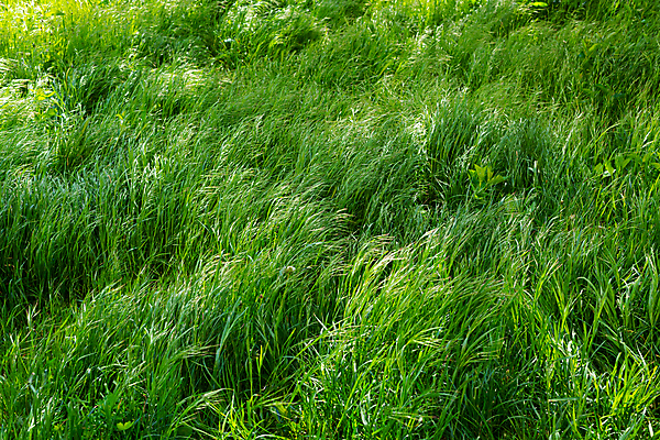 포토 JPG 해외이미지 식물 패턴 자연 풍경 사람없음 야외 초록색 여름 환경 성장 신선 묘사 원예 내추럴 해외포토 계절 컬러 무늬 취미 생태계 파일형식 이미지허브